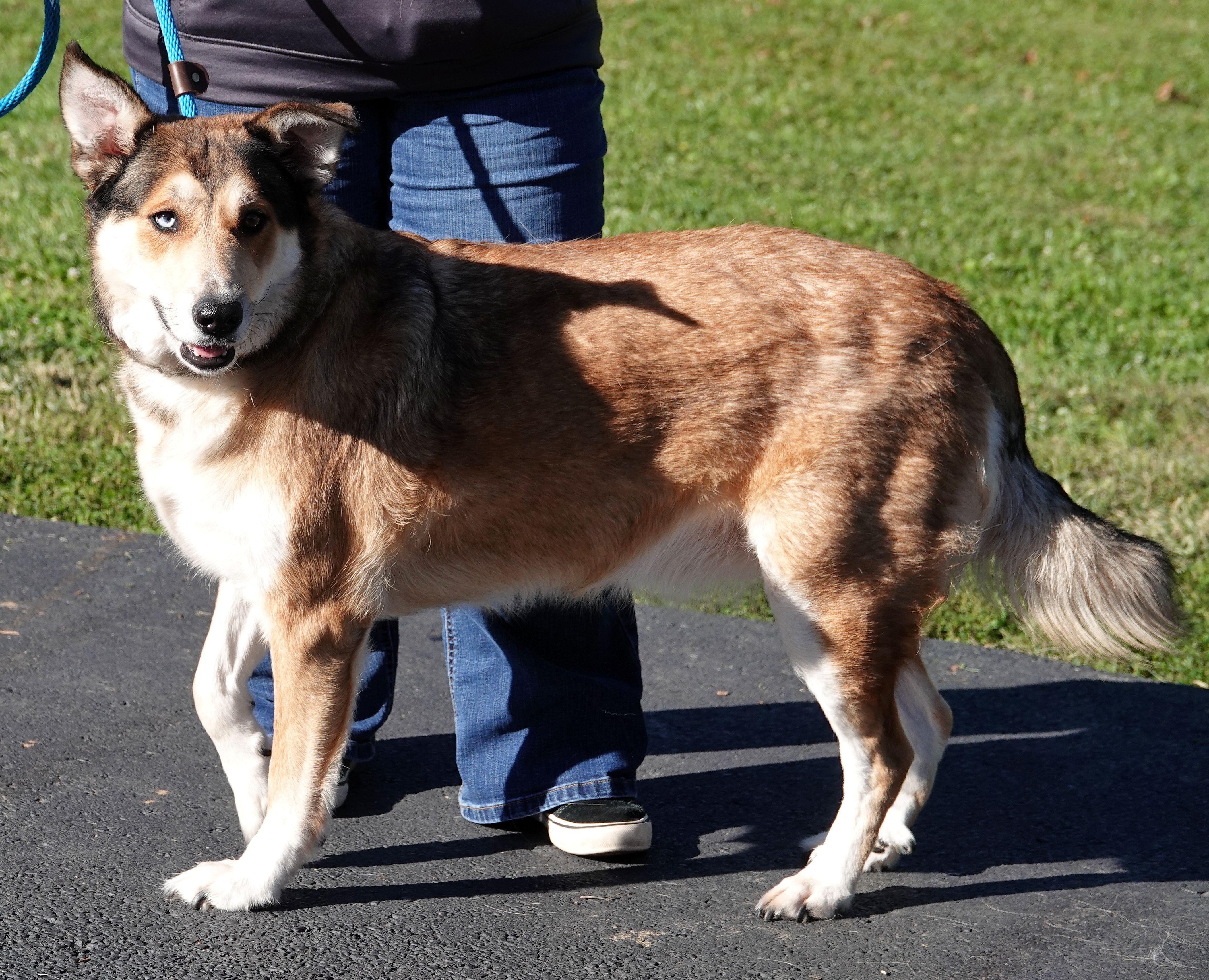 Enlarge Angel, a Adoptable mixed breed in Millfield, OH image 4/4