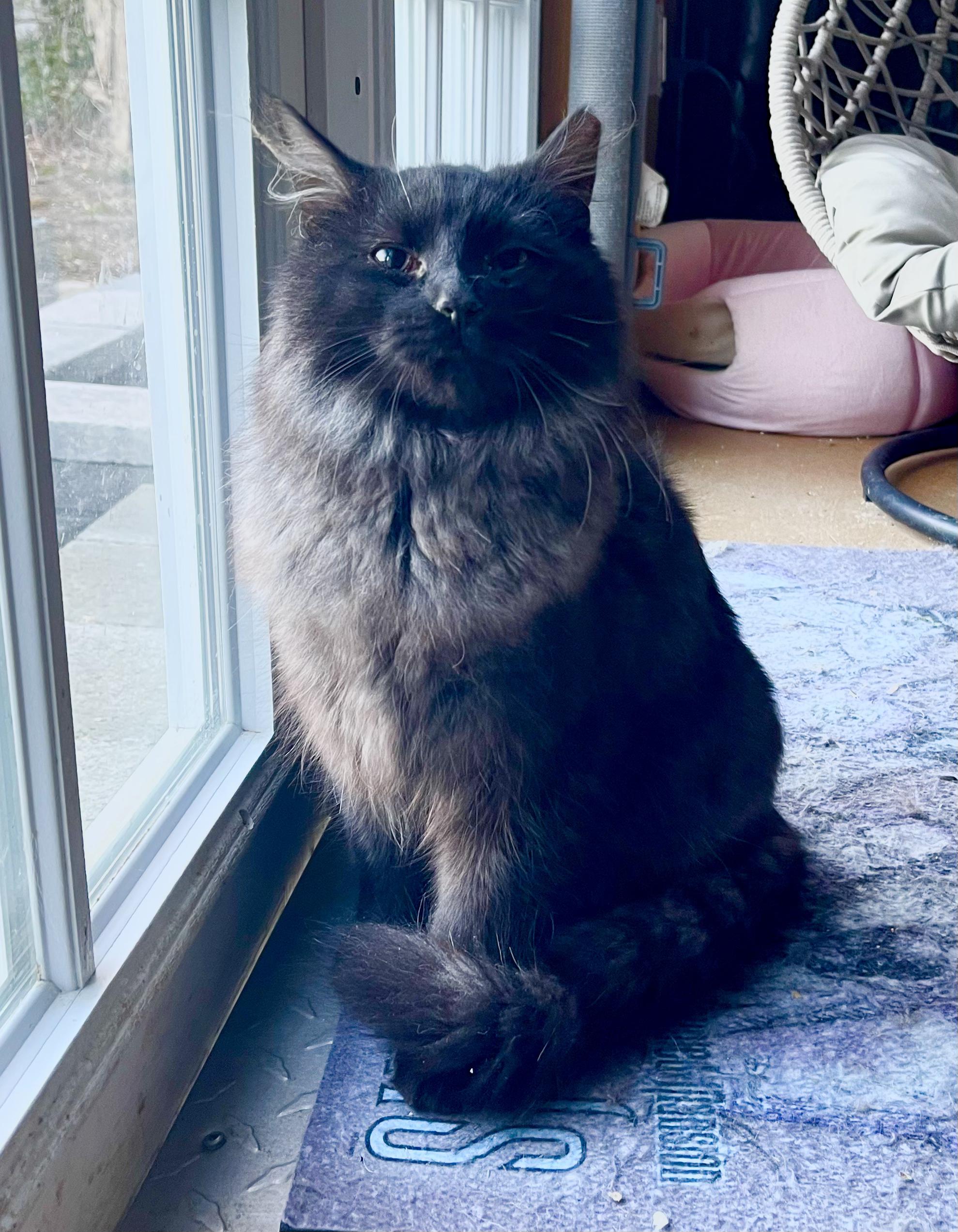 Enlarge Smokey, an adopted Domestic Long Hair in Richmond, VA image 1/1