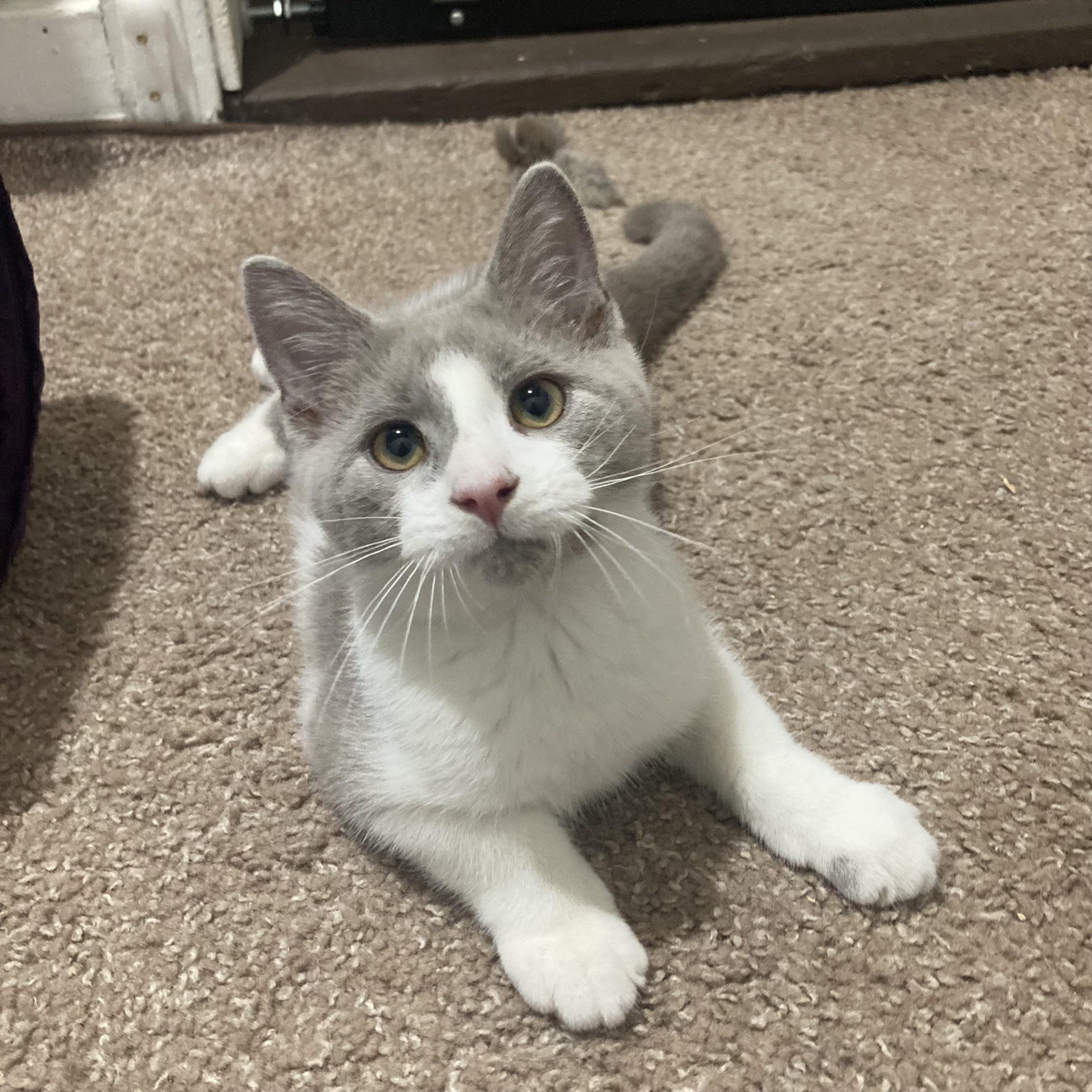 Enlarge Hash Brown, a Adoptable mixed breed in South Park, PA image 1/1