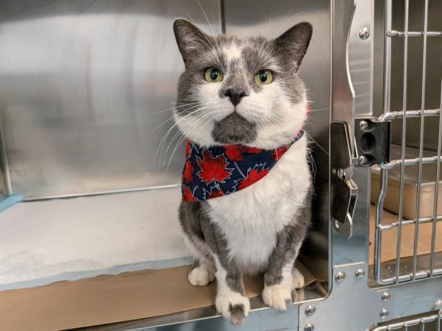 SCROOGEY, Adoptable, Adult Male Domestic Short Hair.