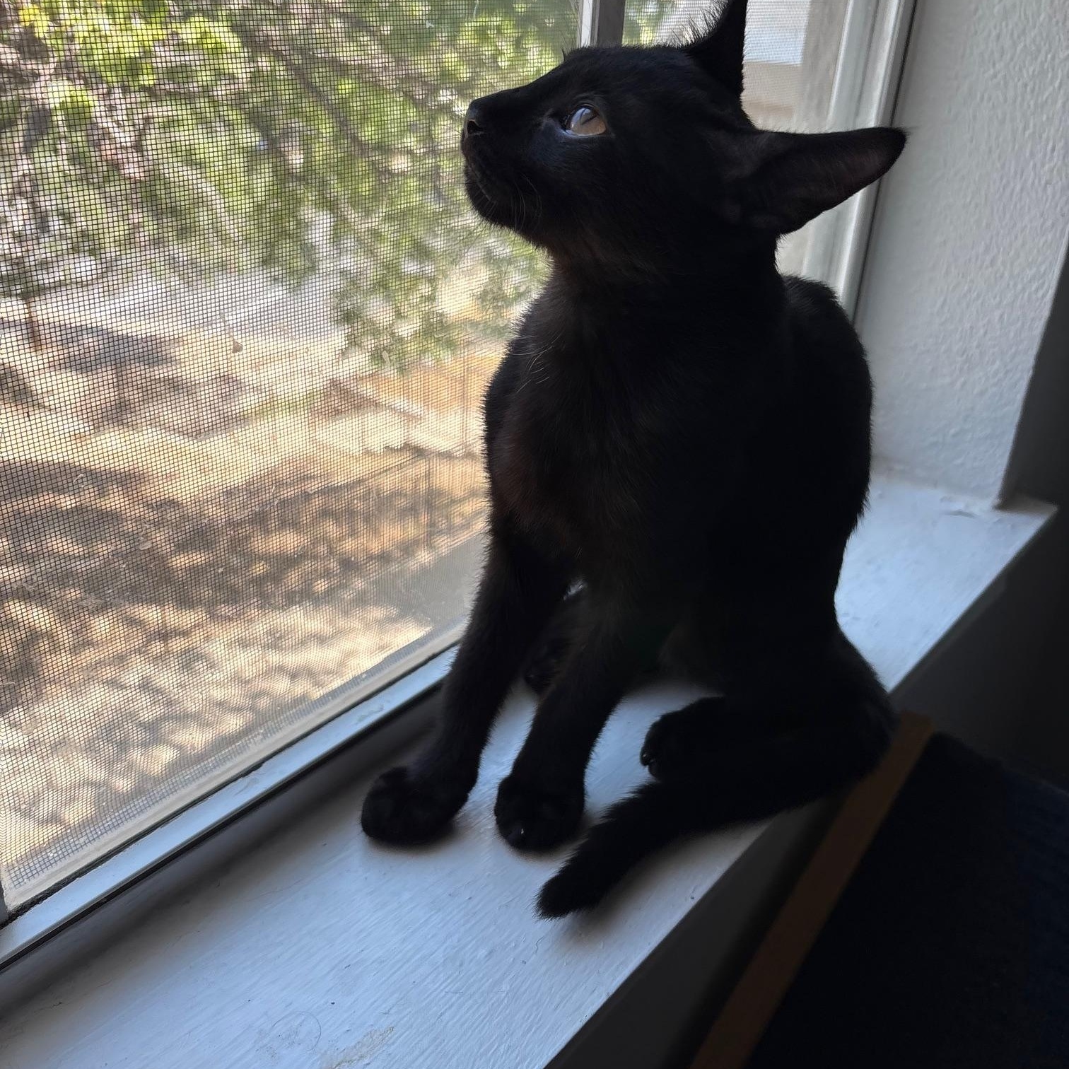 Enlarge Binx, a Adoptable Domestic Short Hair in San Antonio, TX image 3/5