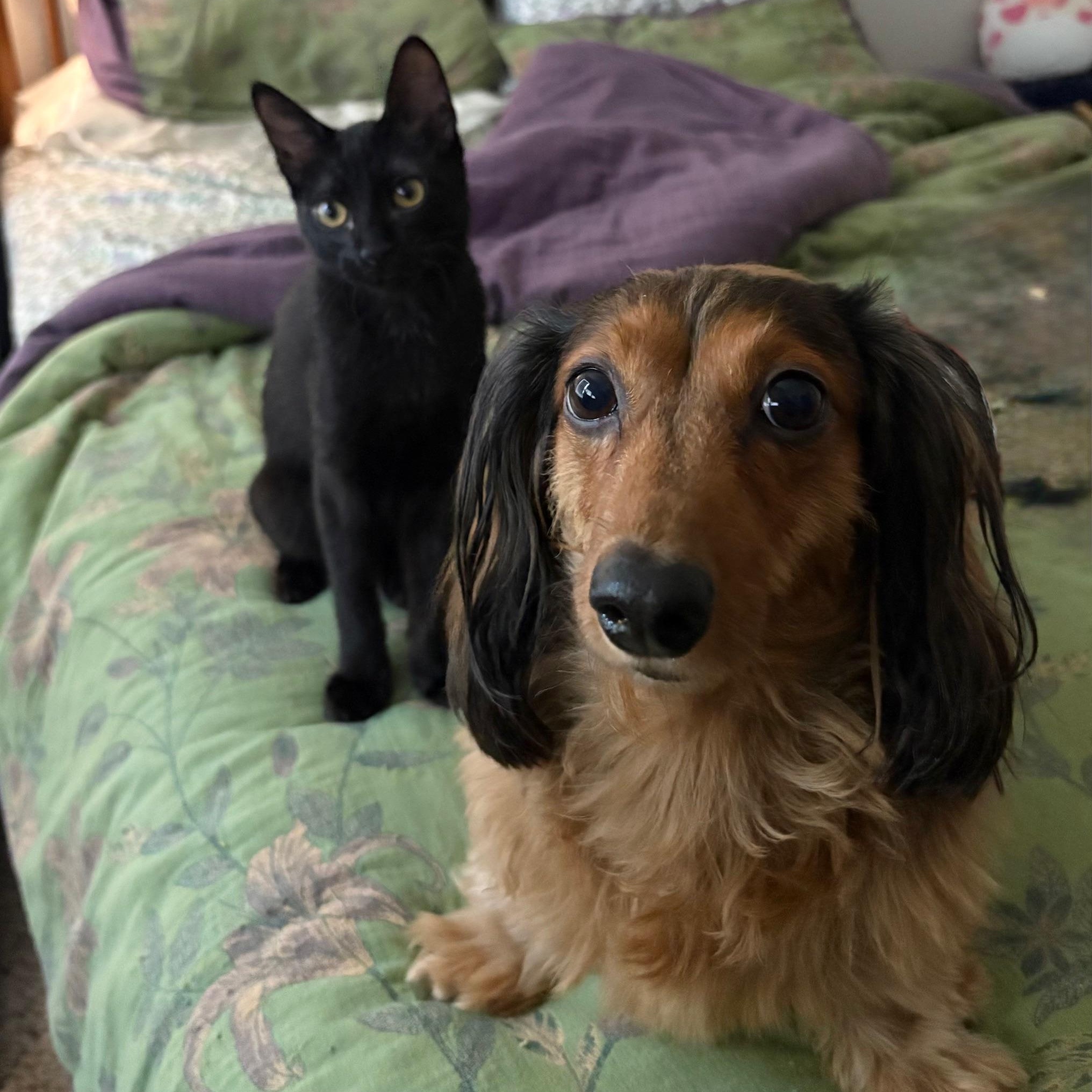 Enlarge Binx, a Adoptable Domestic Short Hair in San Antonio, TX image 5/5