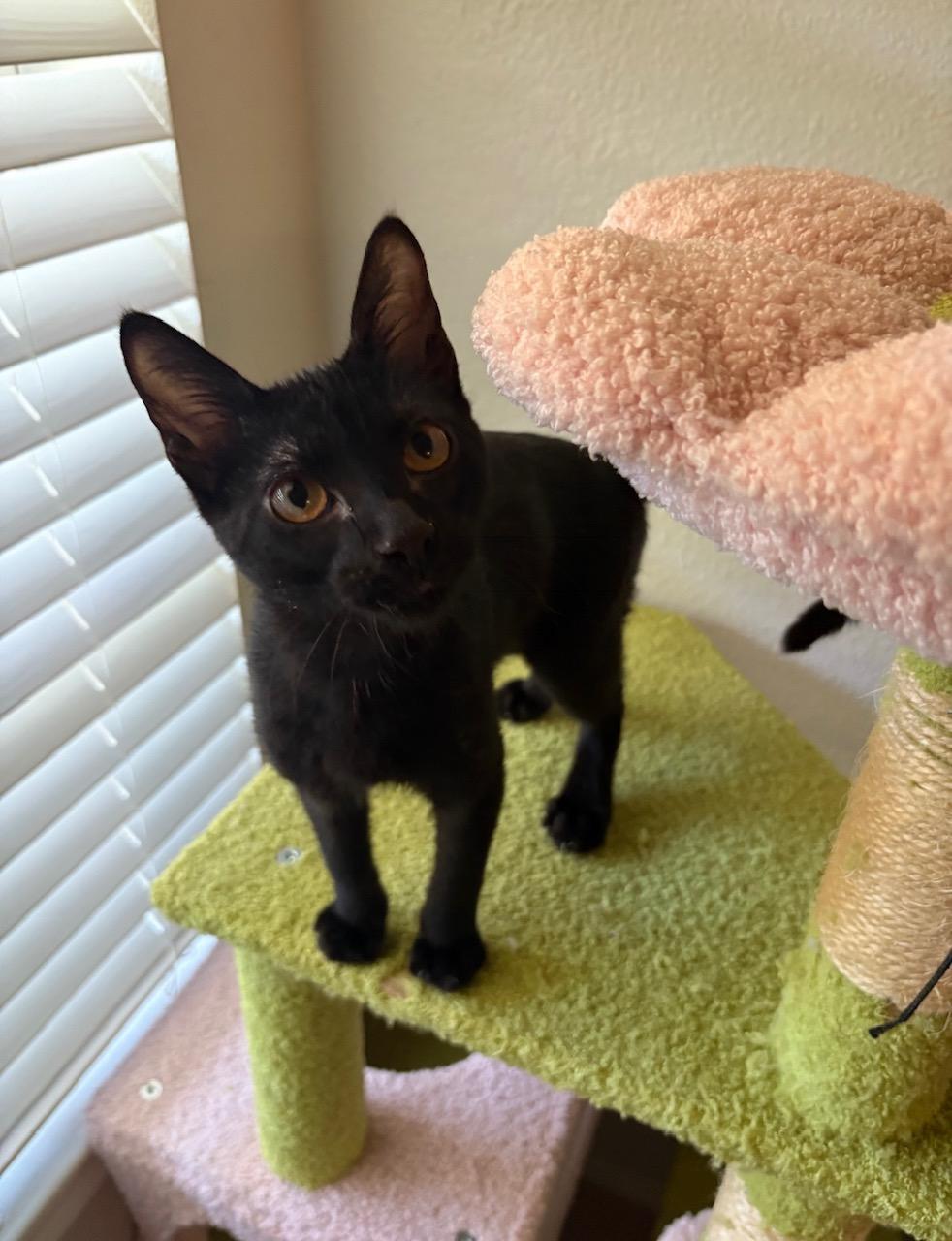 Enlarge Binx, a Adoptable Domestic Short Hair in San Antonio, TX image 1/5