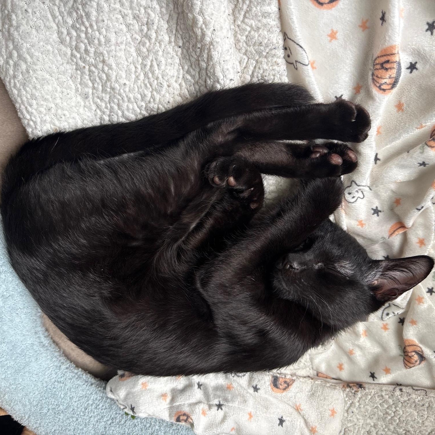 Enlarge Binx, a Adoptable Domestic Short Hair in San Antonio, TX image 2/5