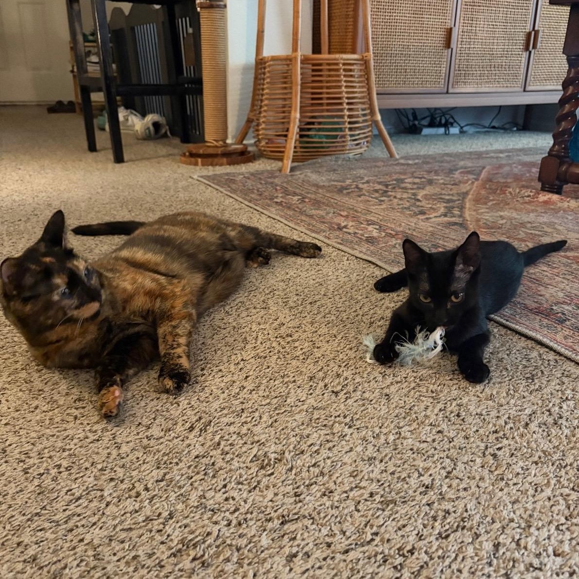 Enlarge Binx, a Adoptable Domestic Short Hair in San Antonio, TX image 4/5