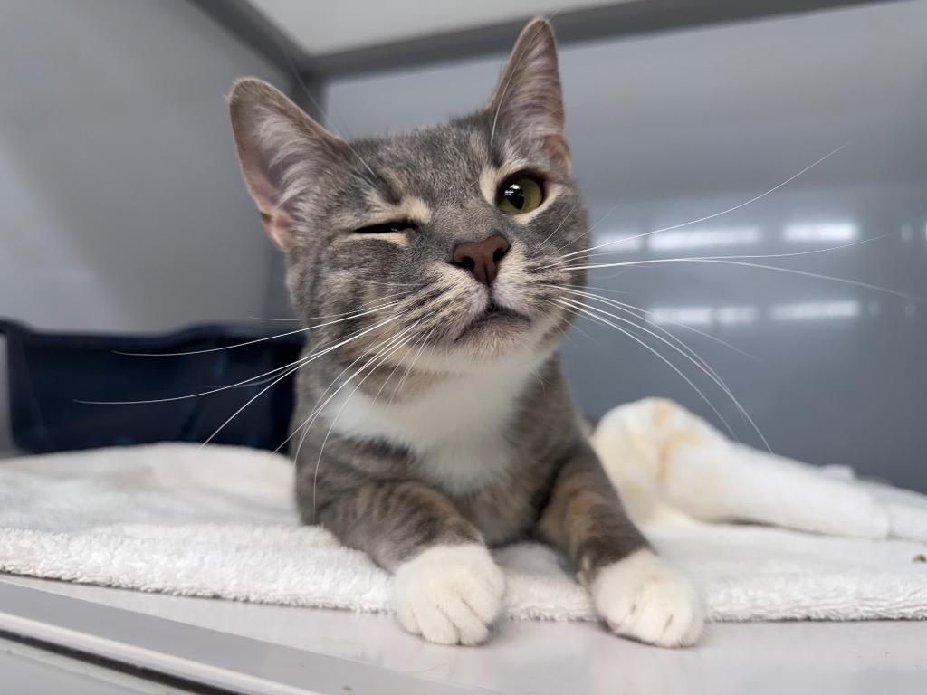 Edgyr, a Adoptable mixed breed in Raleigh, NC image 2/6