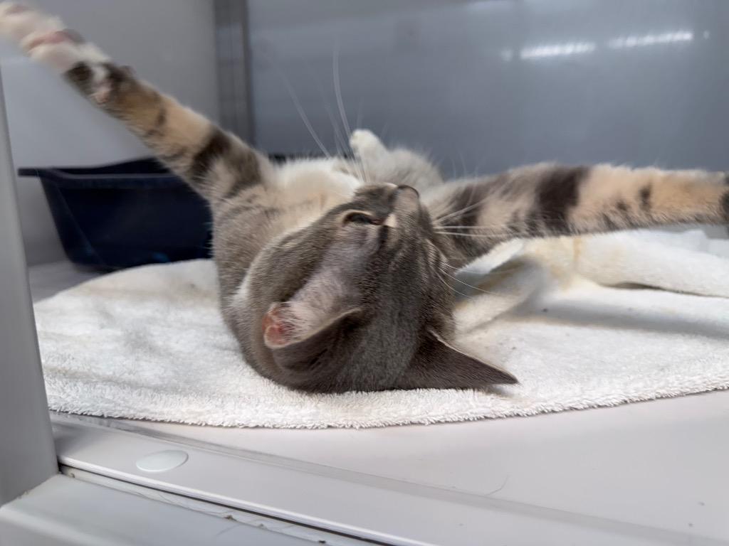Edgyr, a Adoptable mixed breed in Raleigh, NC image 3/6