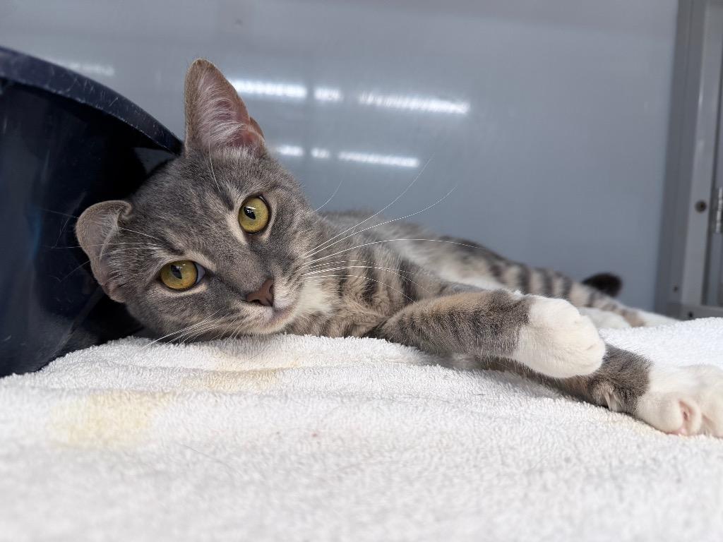Edgyr, a Adoptable mixed breed in Raleigh, NC image 4/6