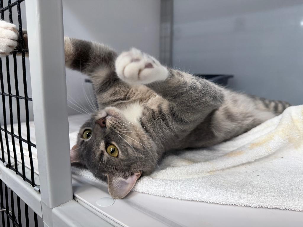 Edgyr, a Adoptable mixed breed in Raleigh, NC image 5/6
