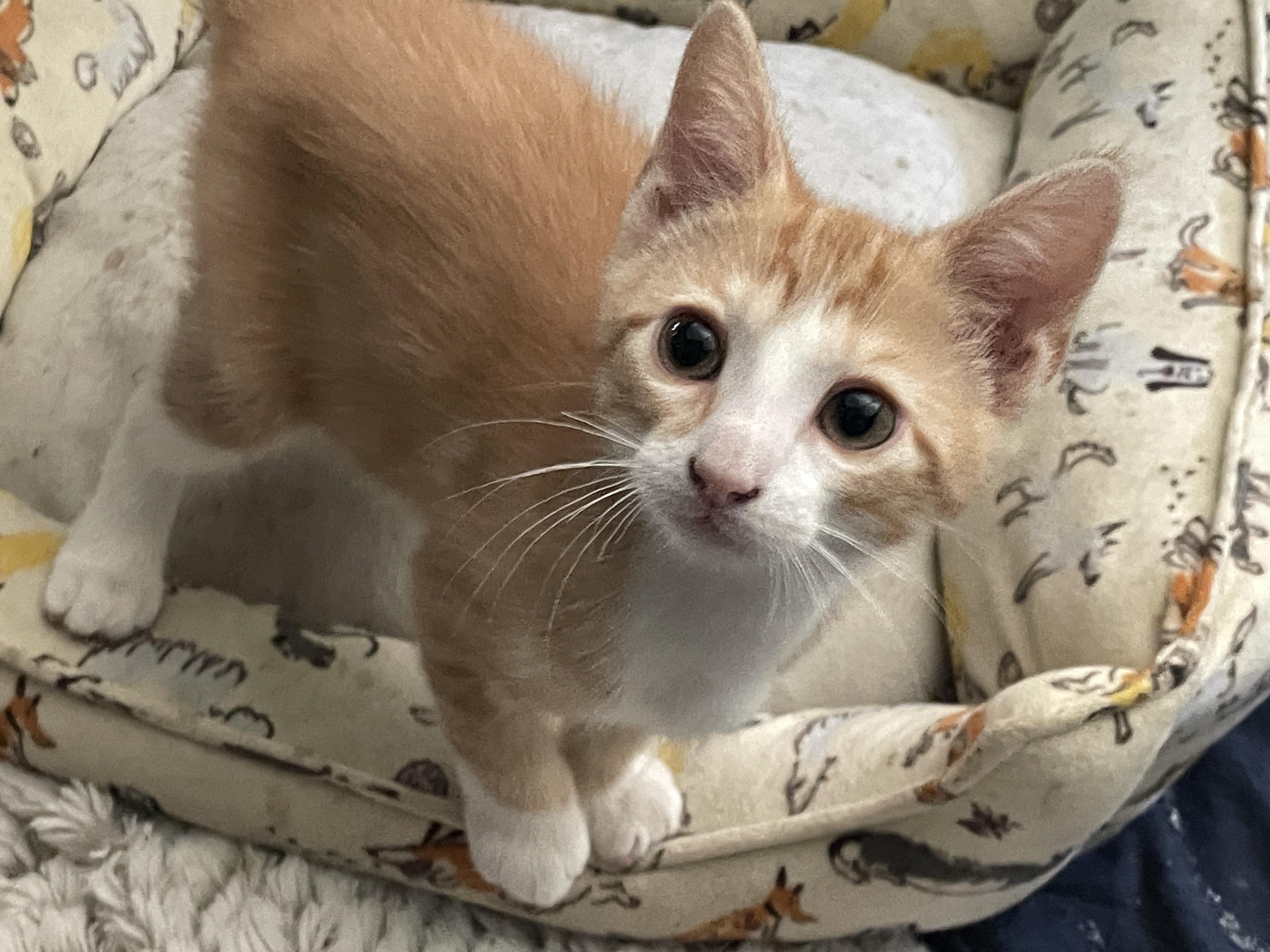 Enzo, an adopted Domestic Short Hair in Westfield, NJ image 1/2