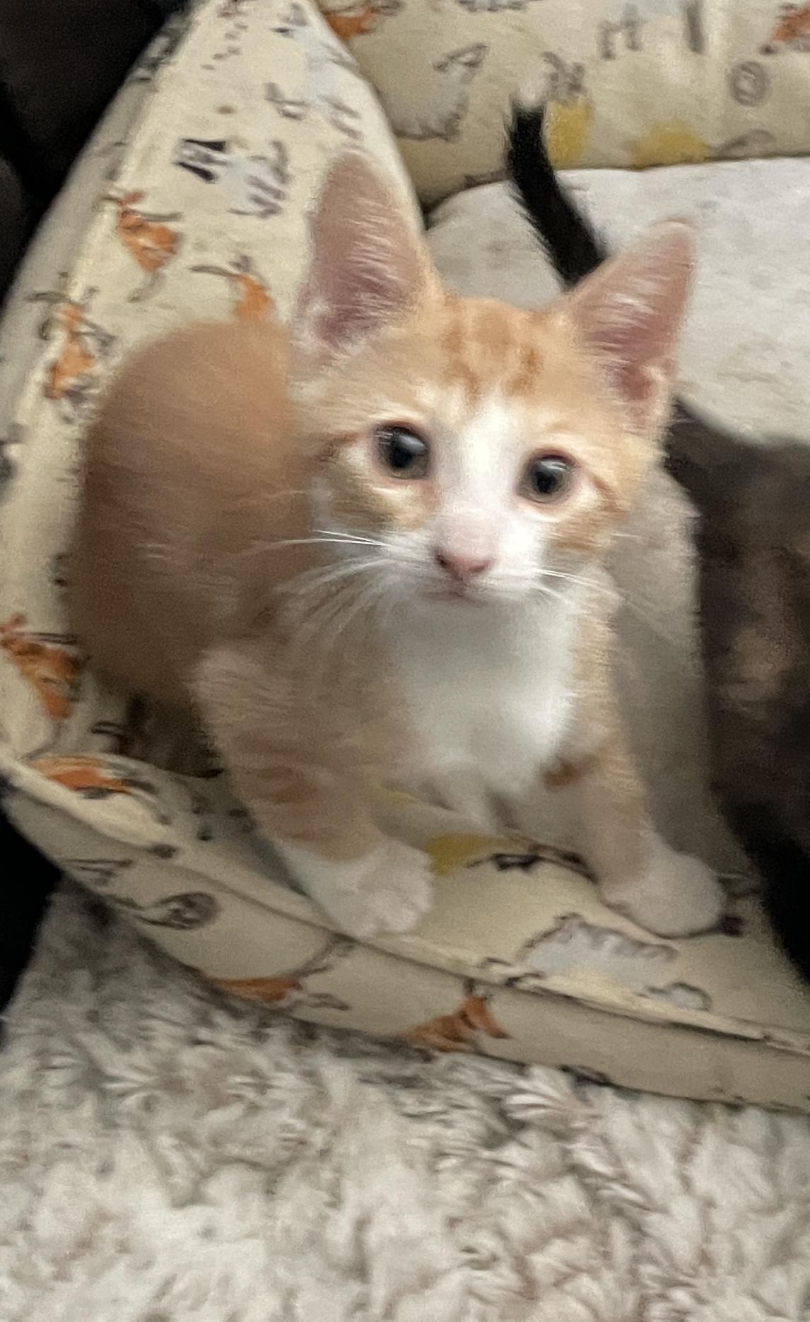 Enzo, an adopted Domestic Short Hair in Westfield, NJ image 2/2