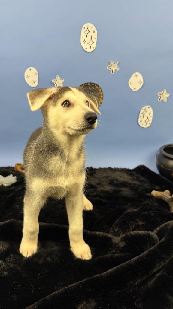 Enlarge Cassian, a Adoptable mixed breed in Phoenix, AZ image 1/6