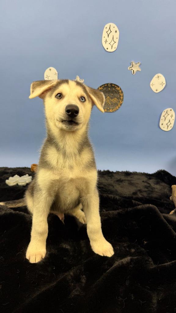 Enlarge Cassian, a Adoptable mixed breed in Phoenix, AZ image 2/6