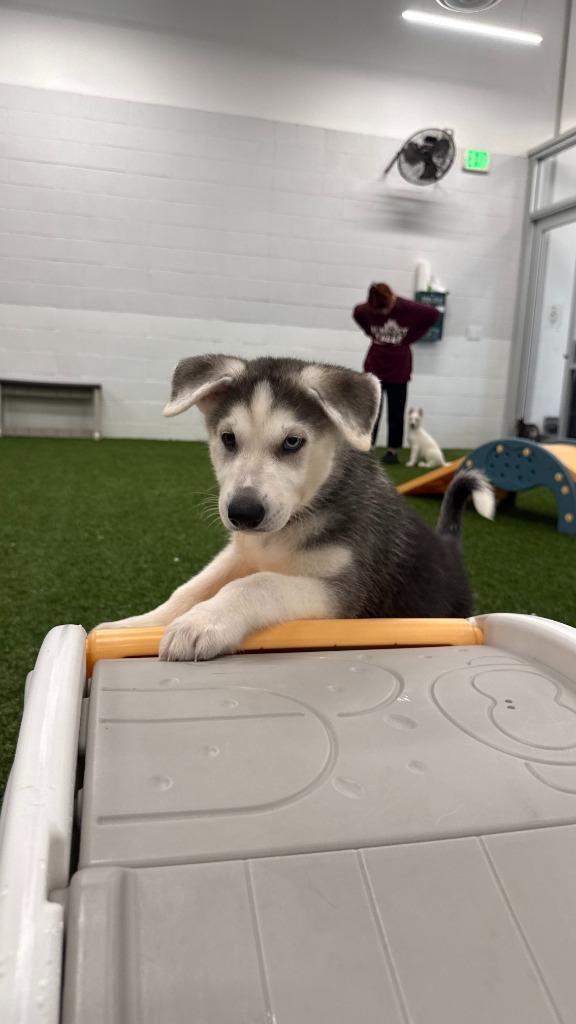 Enlarge Cassian, a Adoptable mixed breed in Phoenix, AZ image 3/6