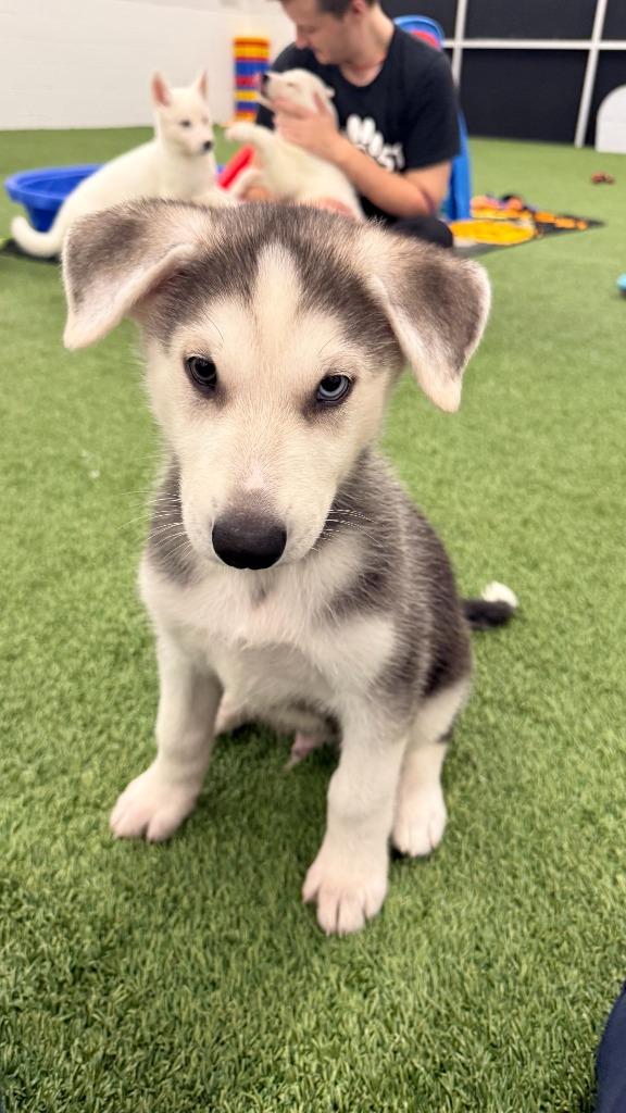 Enlarge Cassian, a Adoptable mixed breed in Phoenix, AZ image 4/6