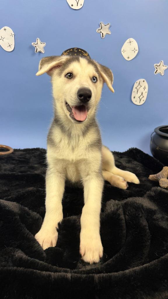 Enlarge Cassian, a Adoptable mixed breed in Phoenix, AZ image 5/6