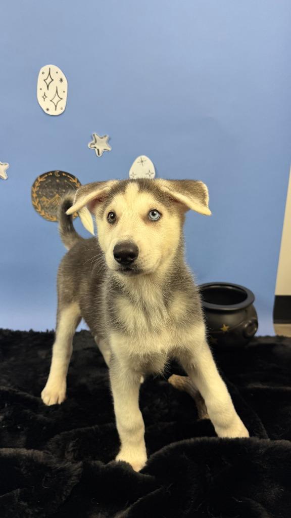 Enlarge Cassian, a Adoptable mixed breed in Phoenix, AZ image 6/6