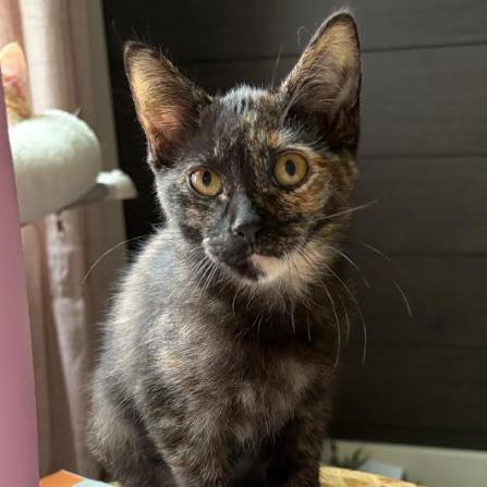 Lottie, Adoptable, Kitten Female Domestic Short Hair.