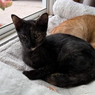 Enlarge Lottie, a Adoptable Domestic Short Hair in Coralville, IA image 2/2