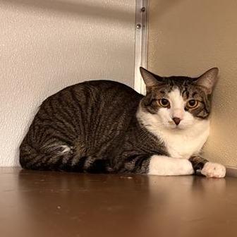 Merlin, Adoptable, Young Male Domestic Short Hair.