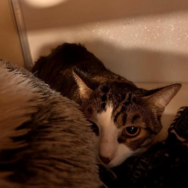 Enlarge Merlin, a Adoptable Domestic Short Hair in Tempe, AZ image 2/3