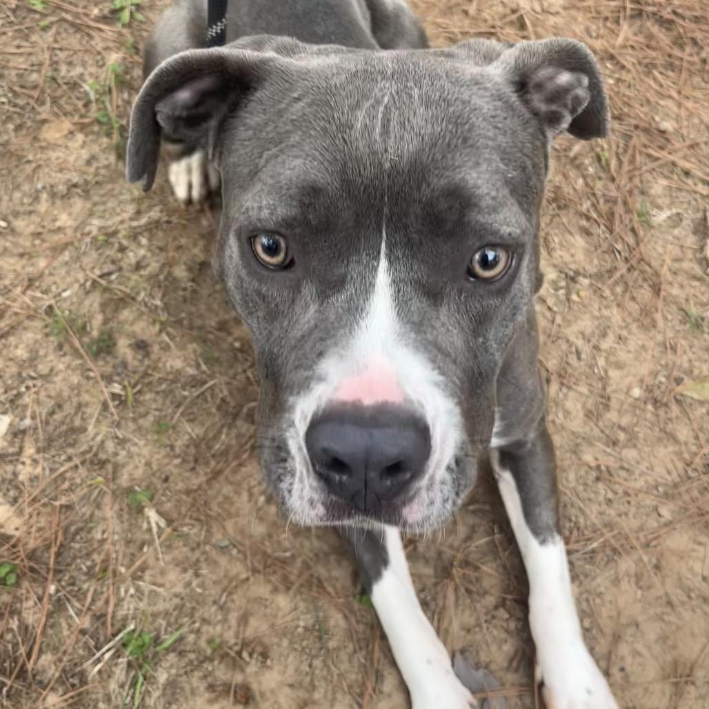 Veronica, Adoptable, Adult Female Pit Bull Terrier.