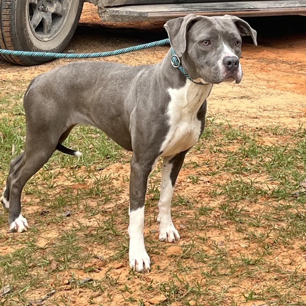 Enlarge Veronica, a Adoptable mixed breed in Palestine, TX image 2/3