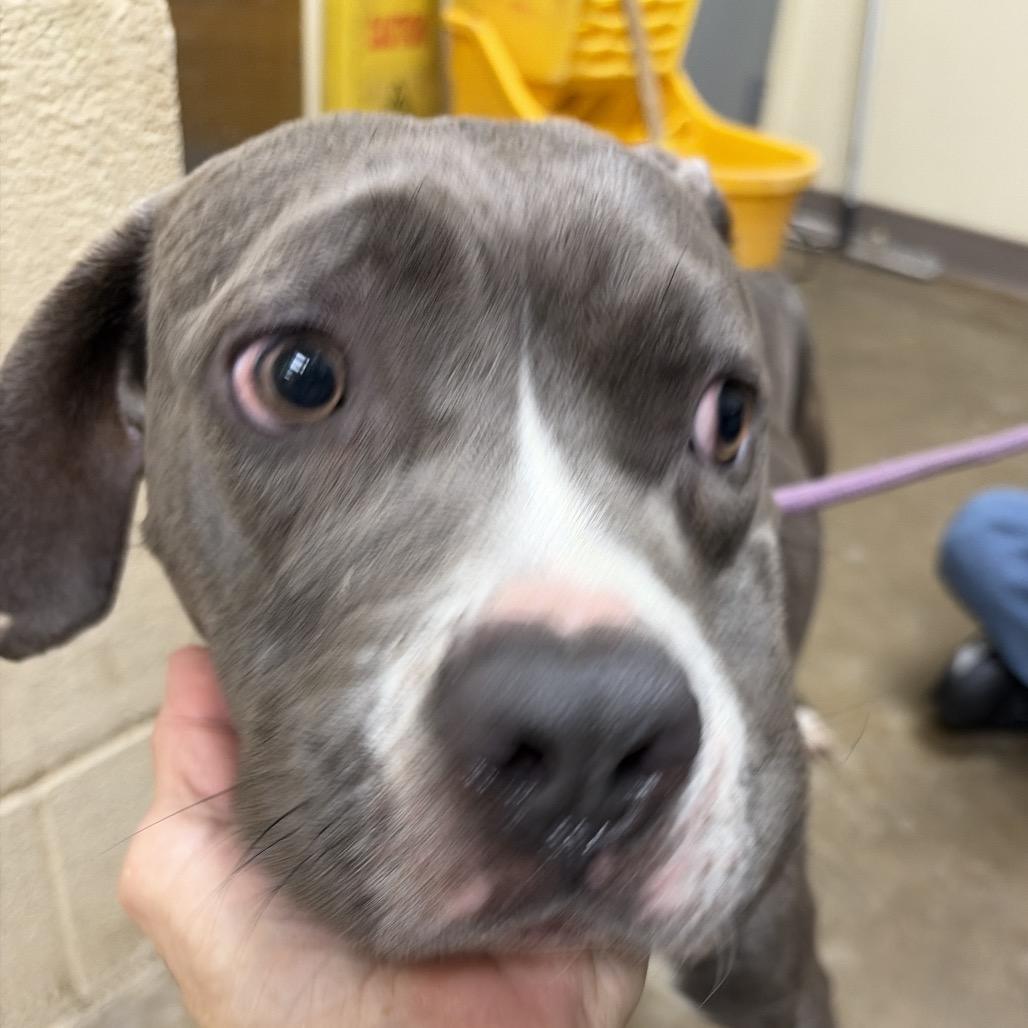 Enlarge Veronica, a Adoptable mixed breed in Palestine, TX image 3/3