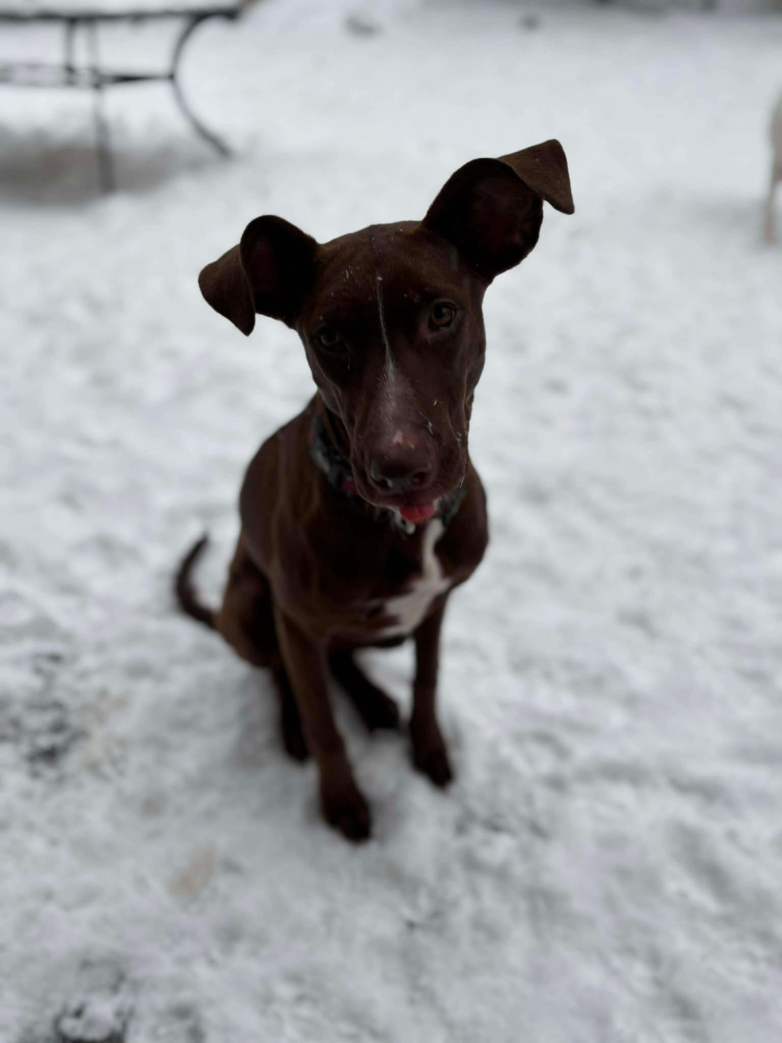 Avery, ADOPTABLE, Young Female Chocolate Labrador Retriever.