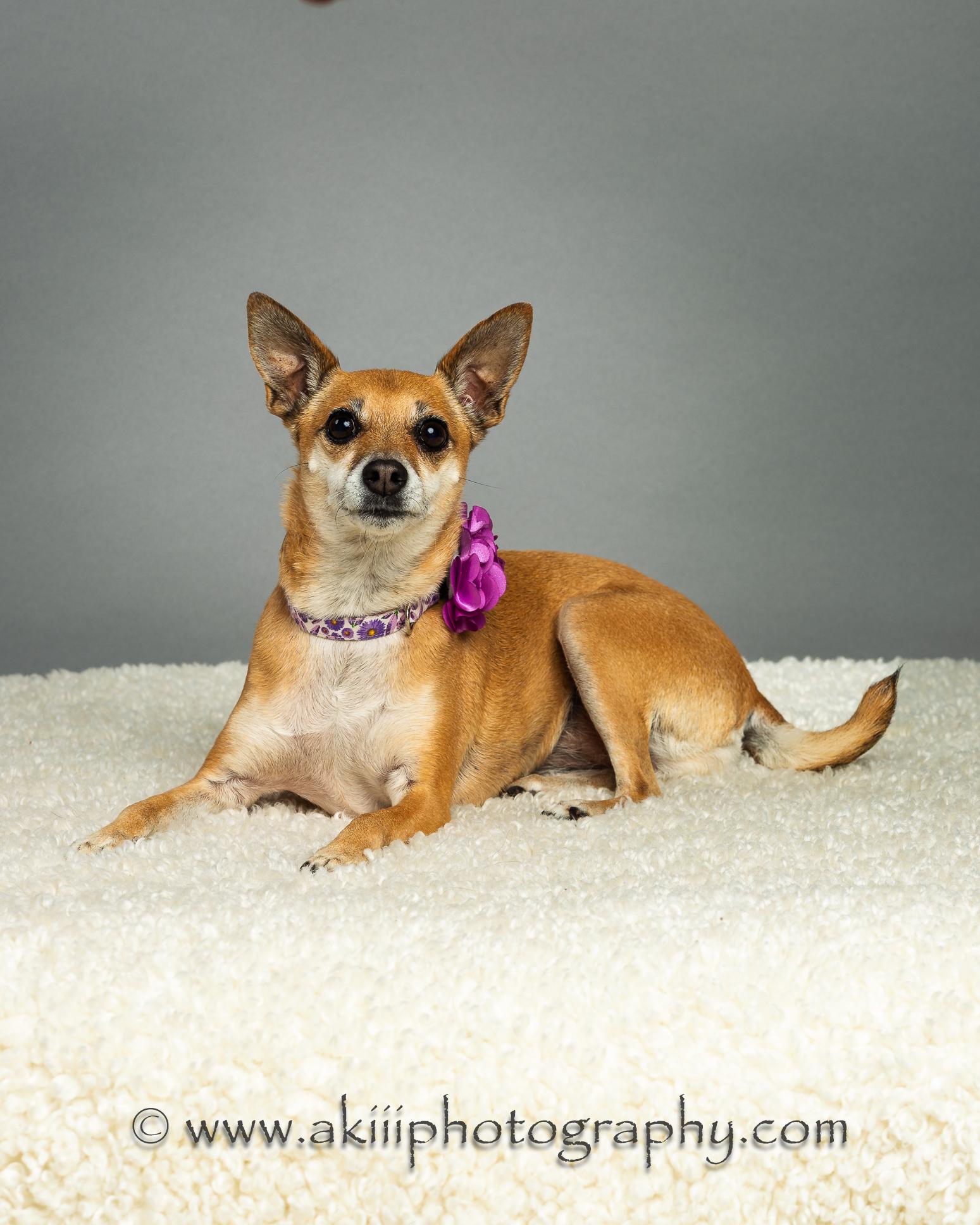 Sophie Grace, a Adoptable Chihuahua in Plano, TX image 1/6