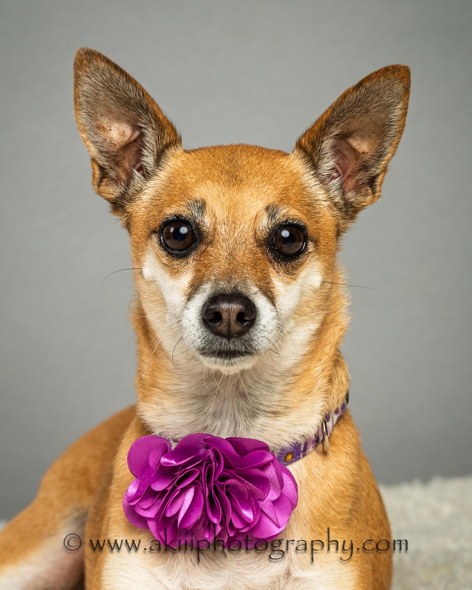 Sophie Grace, a Adoptable Chihuahua in Plano, TX image 2/6