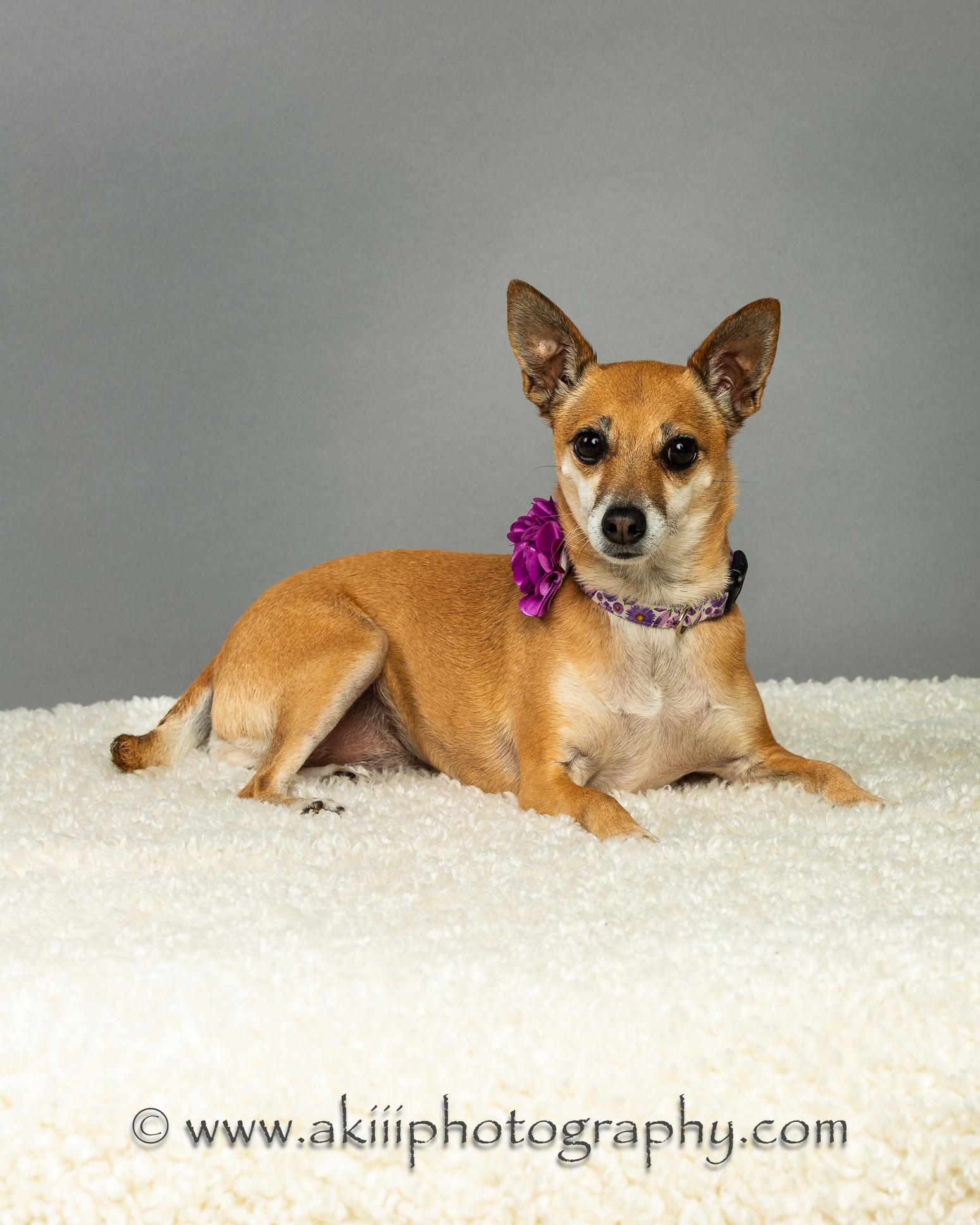 Sophie Grace, a Adoptable Chihuahua in Plano, TX image 3/6