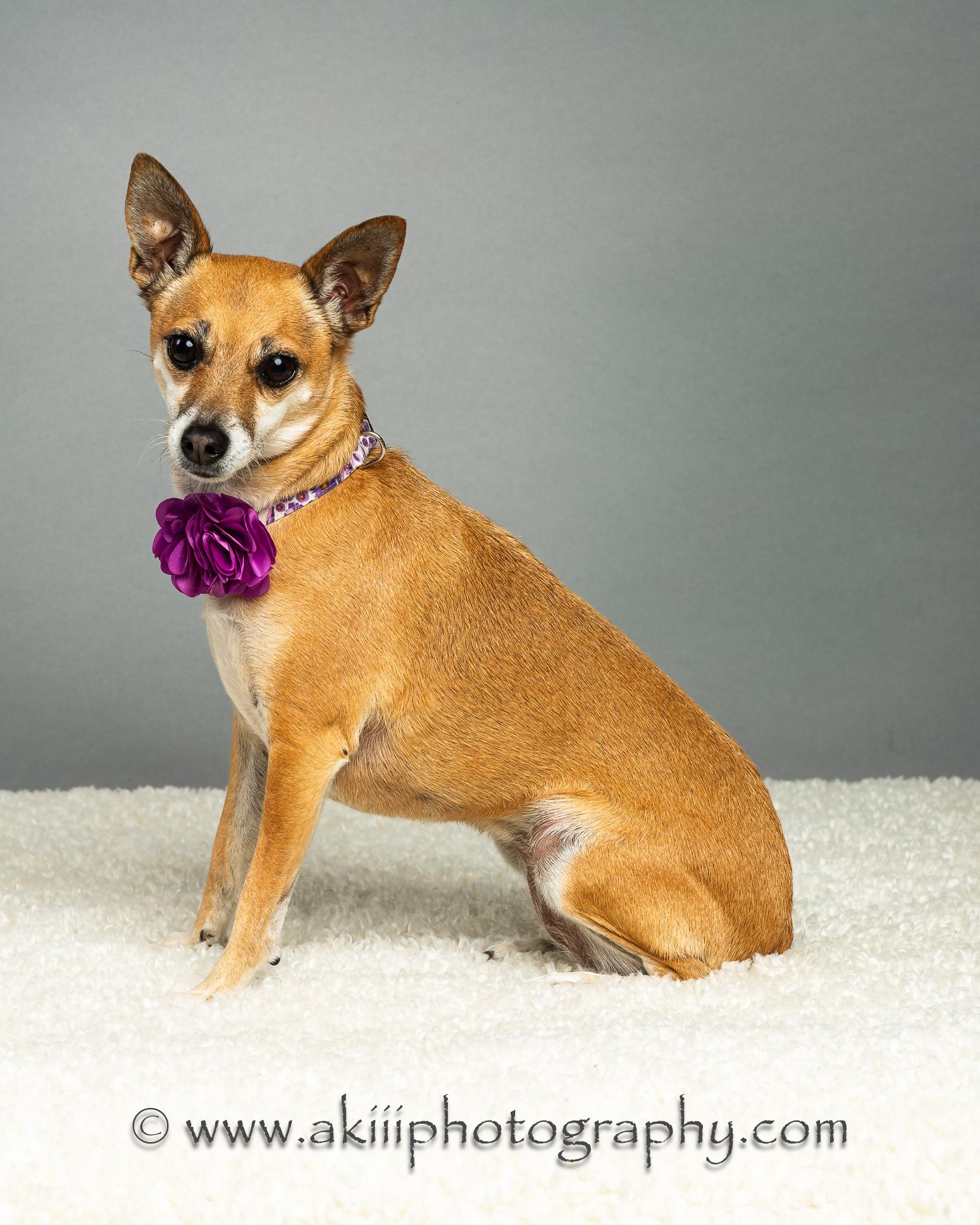 Sophie Grace, a Adoptable Chihuahua in Plano, TX image 4/6