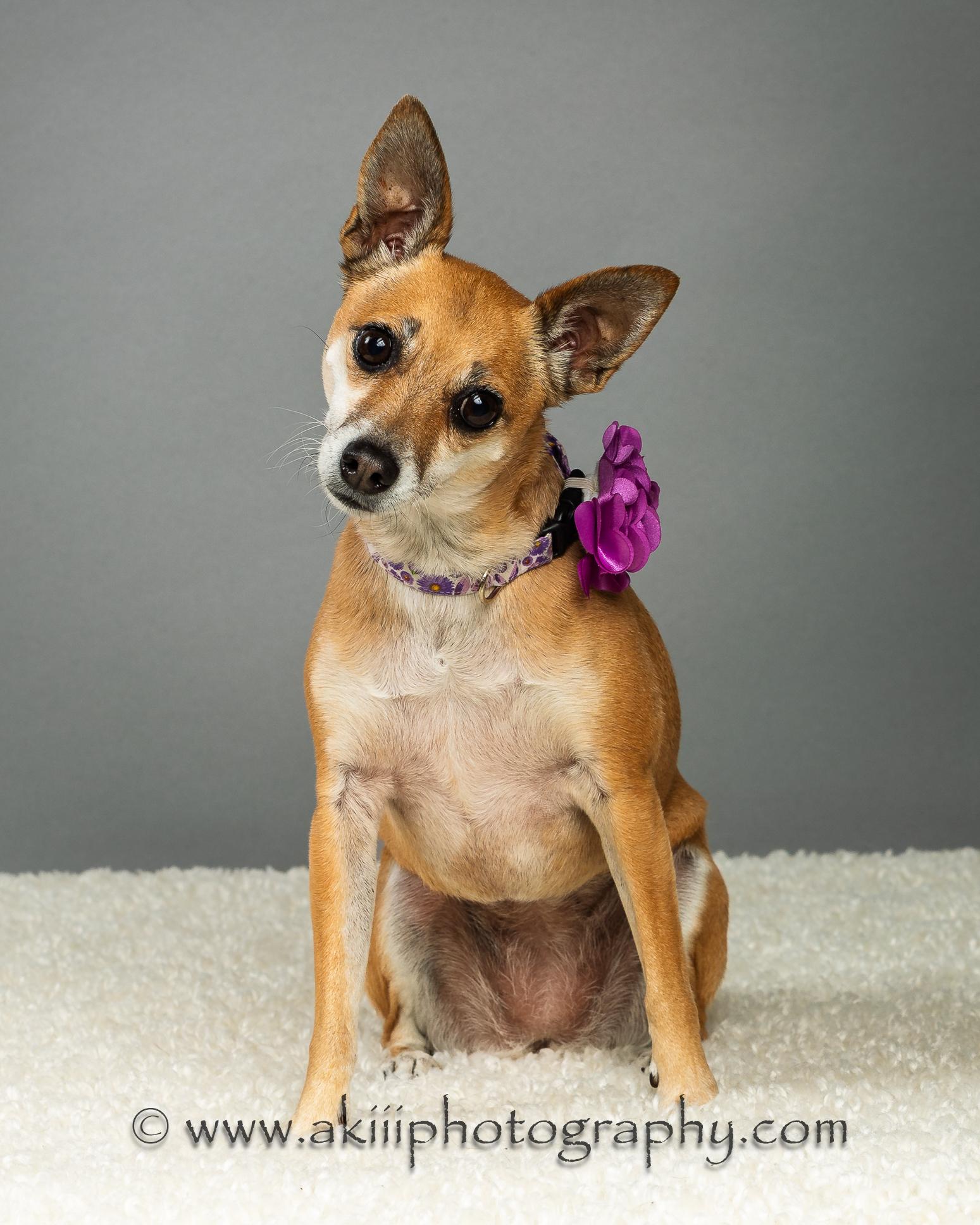 Sophie Grace, a Adoptable Chihuahua in Plano, TX image 5/6