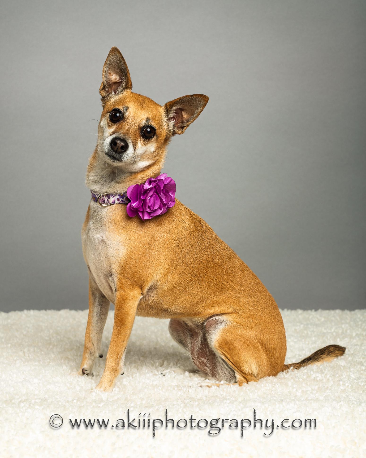 Sophie Grace, a Adoptable Chihuahua in Plano, TX image 6/6