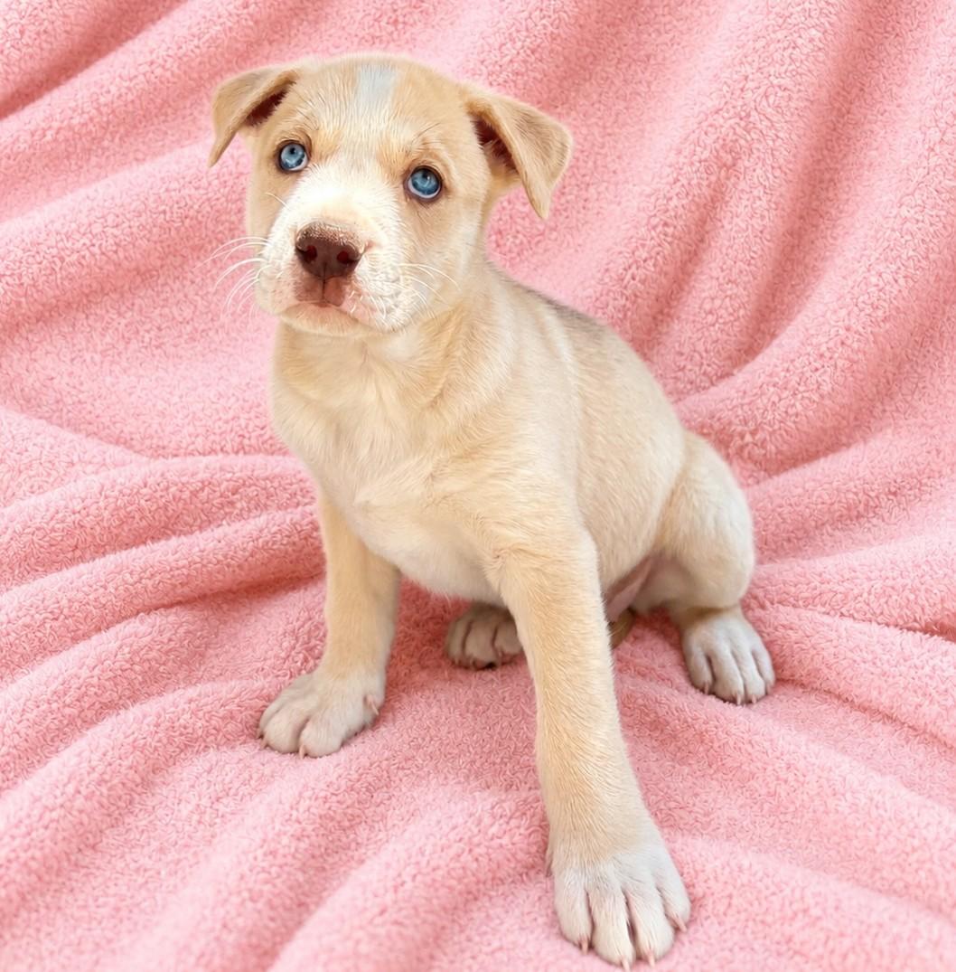 Susanna, Adoptable, Puppy Female Husky & Pit Bull Terrier.