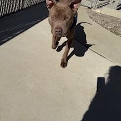 Enlarge Charlie, a ADOPTABLE mixed breed in Columbus, MS image 2/3