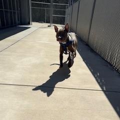 Enlarge Charlie, a ADOPTABLE mixed breed in Columbus, MS image 3/3