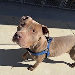 Enlarge Charlie, a ADOPTABLE mixed breed in Columbus, MS image 1/3