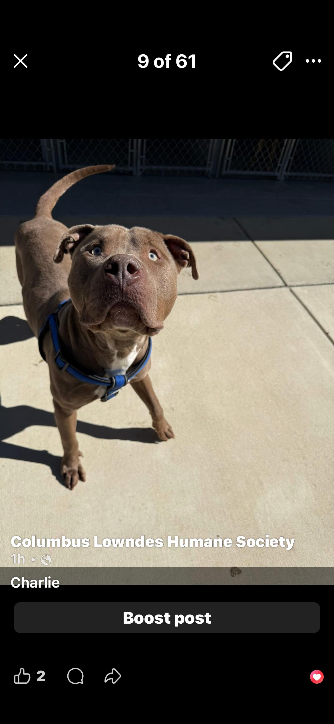 Enlarge Charlie, a ADOPTABLE mixed breed in Columbus, MS image 1/1