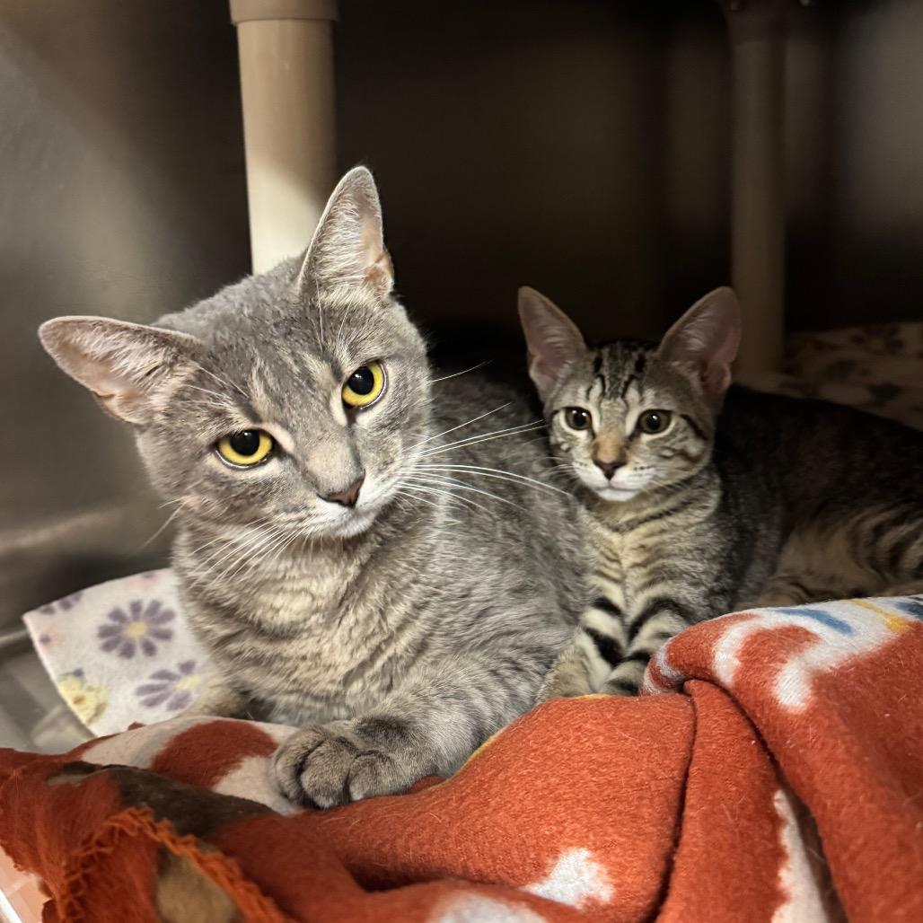 Enlarge Banh Mi, a Adoptable Domestic Short Hair in Providence, RI image 1/4