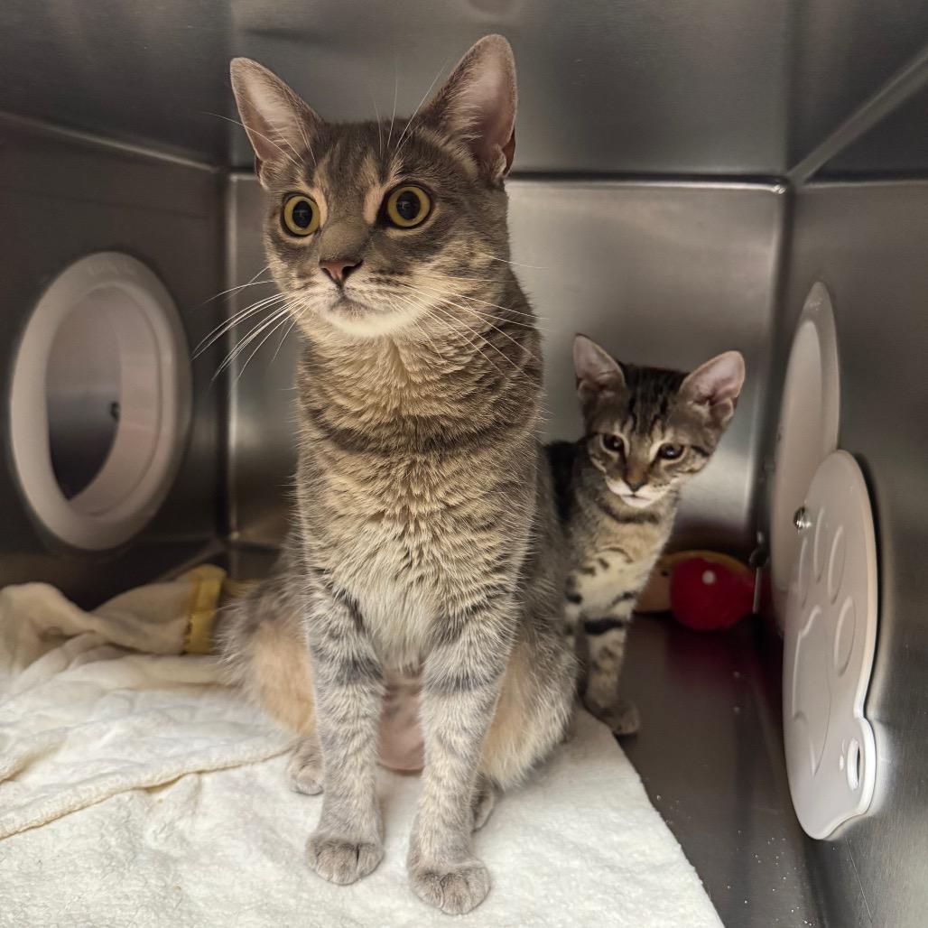 Enlarge Banh Mi, a Adoptable Domestic Short Hair in Providence, RI image 2/4