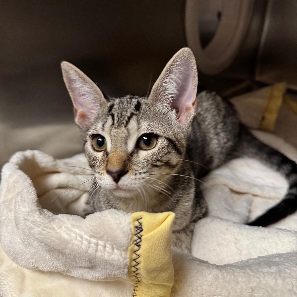 Enlarge Banh Mi, a Adoptable Domestic Short Hair in Providence, RI image 3/4