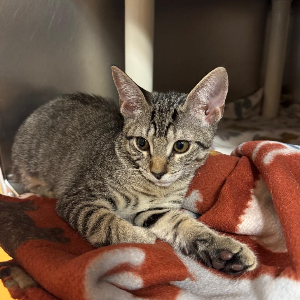 Enlarge Banh Mi, a Adoptable Domestic Short Hair in Providence, RI image 4/4
