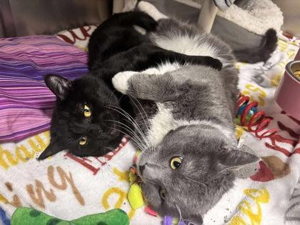 Kramer, Adult Male Domestic Short Hair