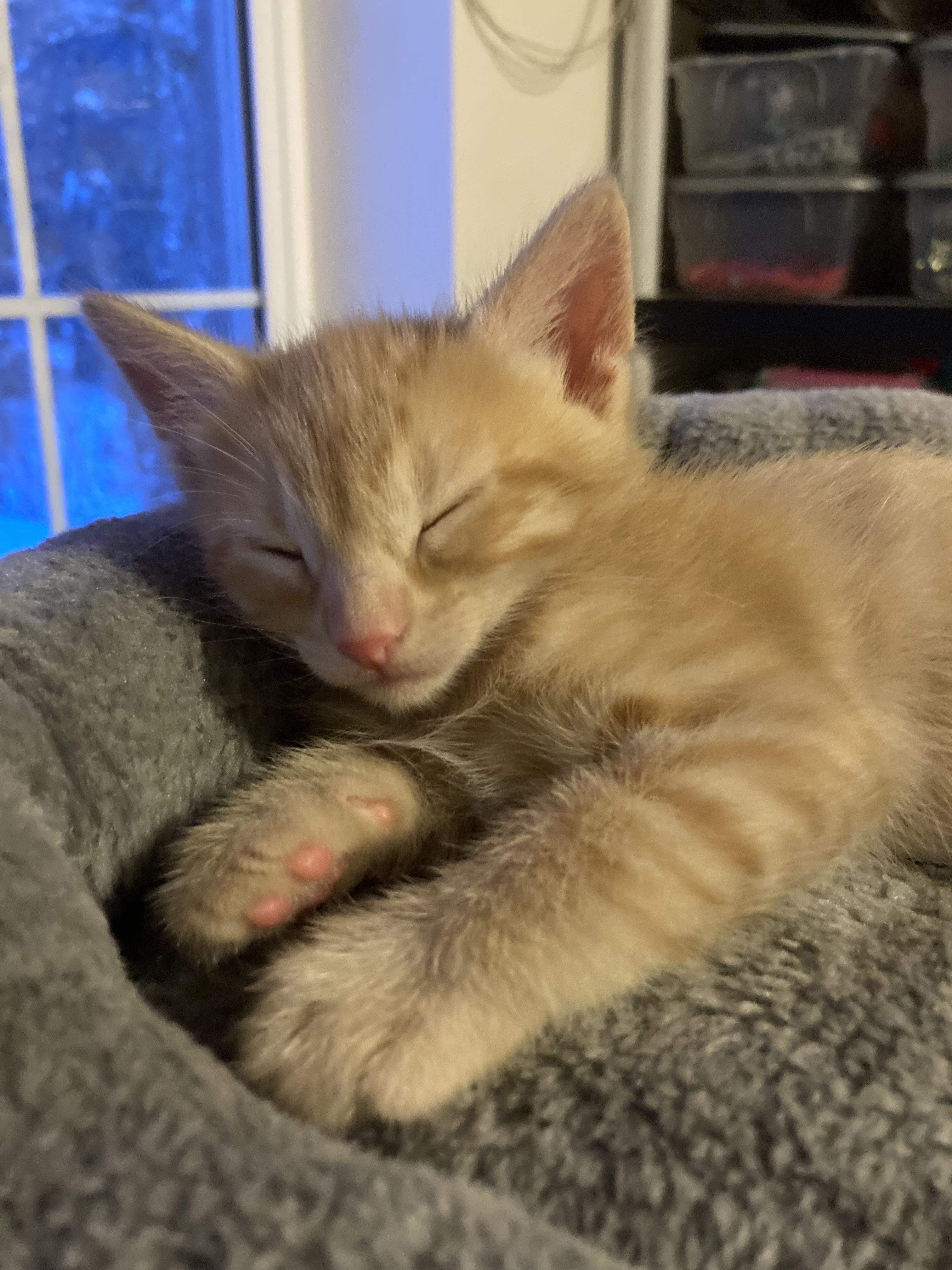 Mango a gogo — thumbnail 2