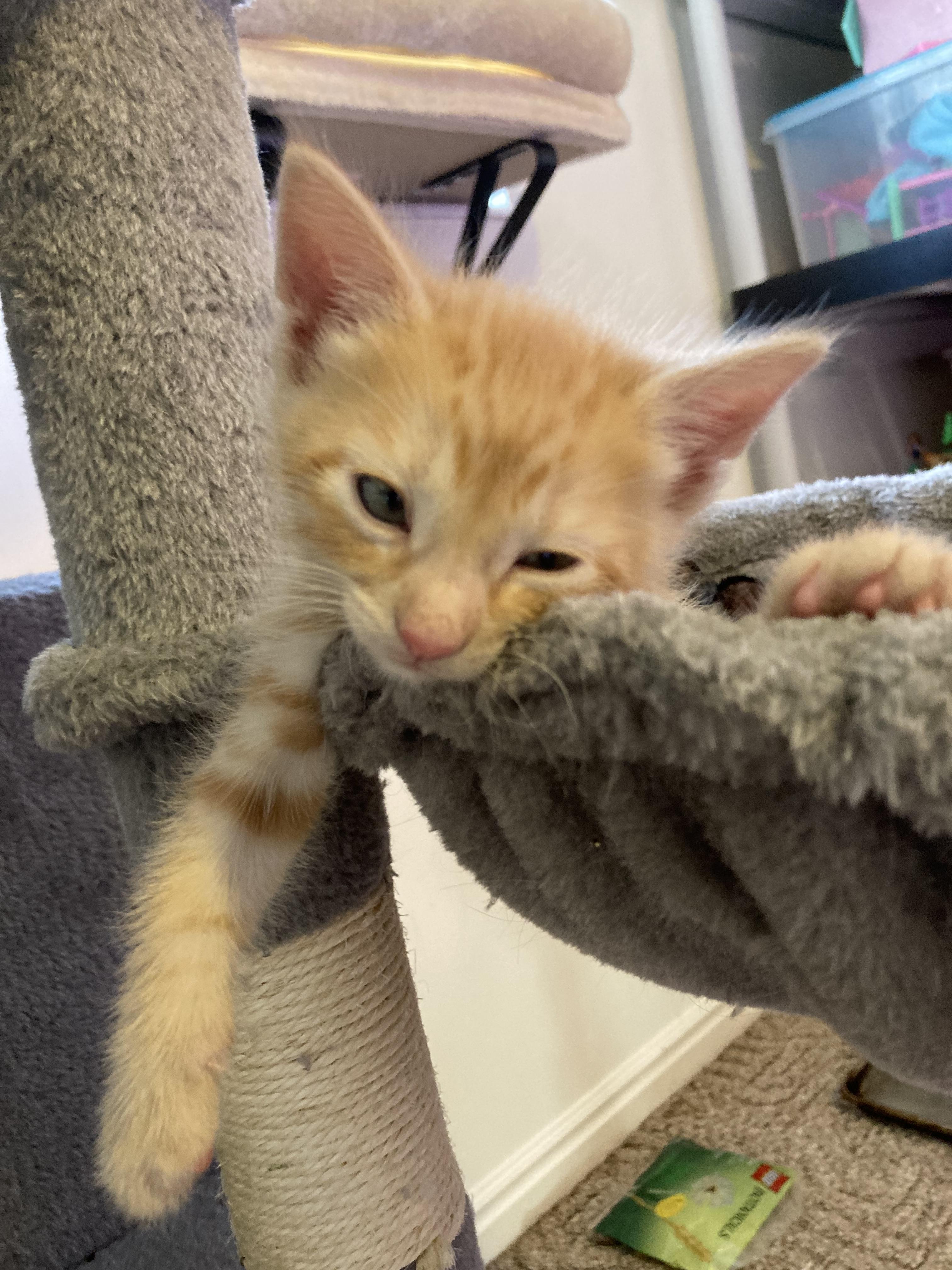 Mango a gogo — thumbnail 3