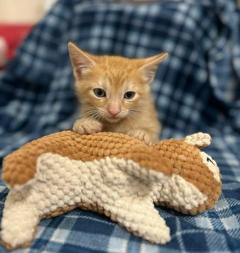 Mango a gogo — thumbnail 4