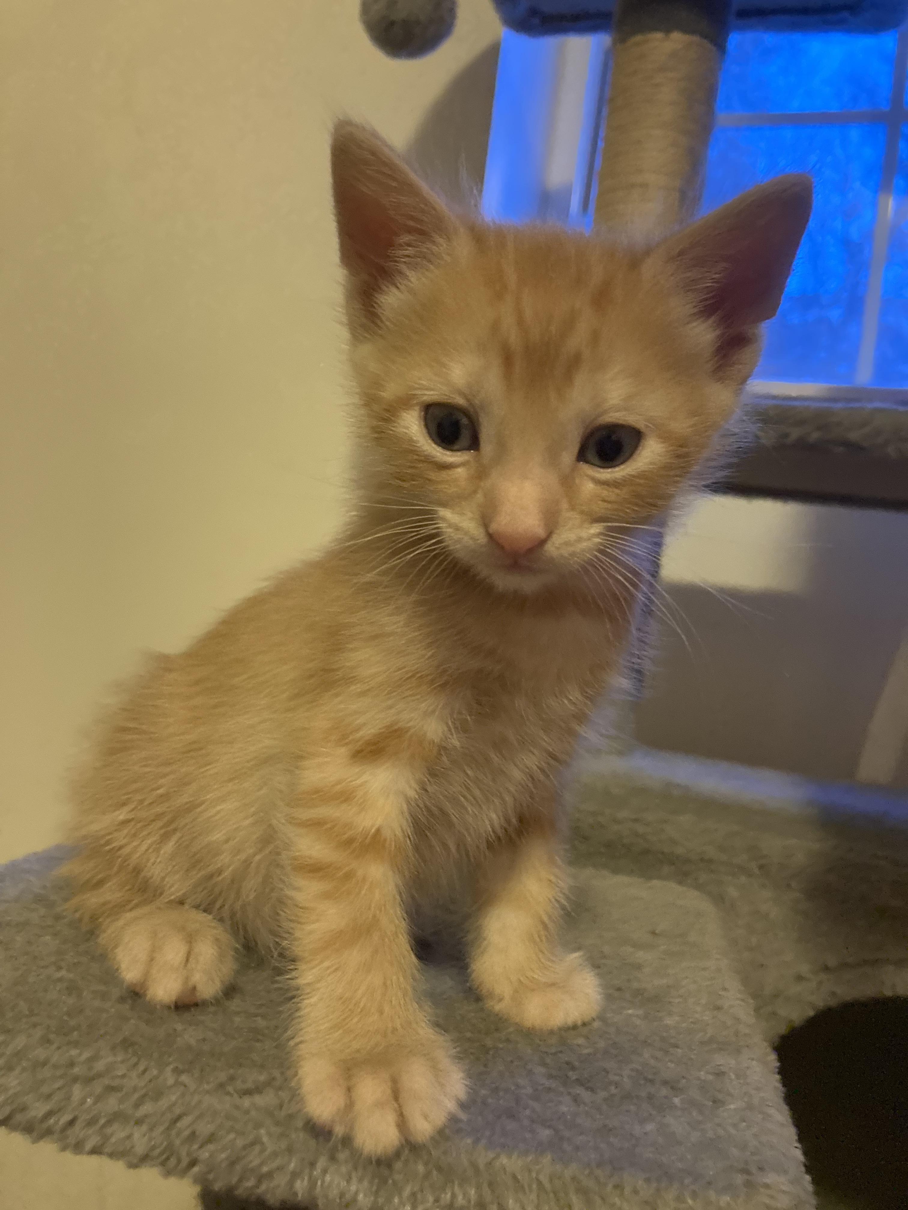 Mango a gogo — thumbnail 6