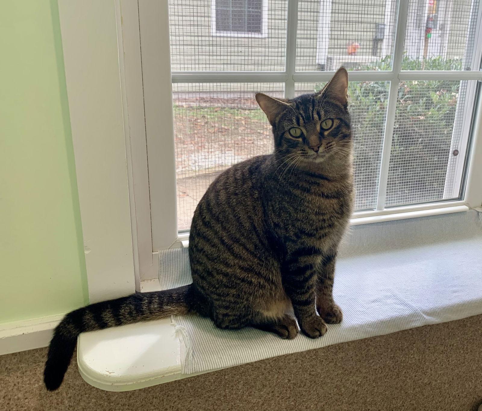 Rio, Adopted, Adult Male Domestic Short Hair & Tabby.